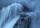 American Dipper (10)