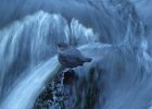 American Dipper (11)