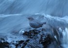 American Dipper (13)