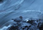 American Dipper (14)