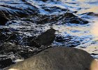 American Dipper (15)
