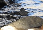 American Dipper (17)