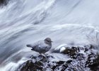 American Dipper (2)