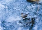 American Dipper (3)