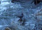 American Dipper (4)