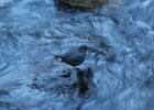 American Dipper (6)