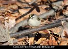 062 - 696 Golden-crowned Kinglet