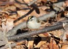 101Golden-crowned Kinglet