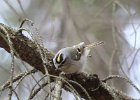 101Golden-crowned Kinglet2