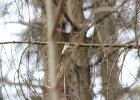 Golden-crowned Kinglet (18)