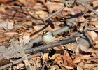 Golden-crowned Kinglet (20)