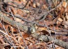 Golden-crowned Kinglet (29)