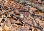 Golden-crowned Kinglet (30)