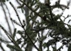 Golden-crowned Kinglet (4)