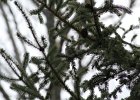 Golden-crowned Kinglet (5)