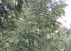 Golden-crowned Kinglet (8)