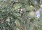 Golden-crowned Kinglet (9)