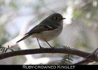 062 - 697 Ruby-crowned Kinglet