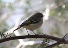 101Ruby-crowned Kinglet