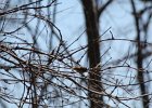 Ruby-crowned Kinglet (10)