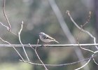 Ruby-crowned Kinglet (13)