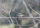 Ruby-crowned Kinglet (14)