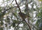 Ruby-crowned Kinglet (15)