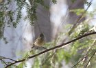 Ruby-crowned Kinglet (16)