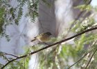 Ruby-crowned Kinglet (17)
