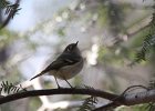 Ruby-crowned Kinglet (18)