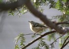 Ruby-crowned Kinglet (20)