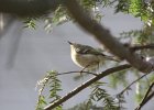 Ruby-crowned Kinglet (21)