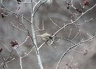 Ruby-crowned Kinglet (23)