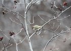 Ruby-crowned Kinglet (25)