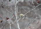 Ruby-crowned Kinglet (26)