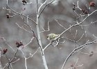 Ruby-crowned Kinglet (27)