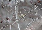 Ruby-crowned Kinglet (28)