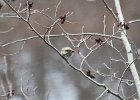 Ruby-crowned Kinglet (30)