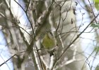 Ruby-crowned Kinglet (32)