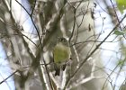 Ruby-crowned Kinglet (33)