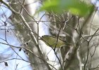 Ruby-crowned Kinglet (34)