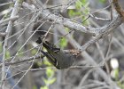Ruby-crowned Kinglet (35)