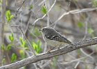 Ruby-crowned Kinglet (36)