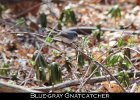 063 - 708 Blue-gray Gnatcatcher