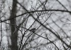 Blue-gray Gnatcatcher (13)