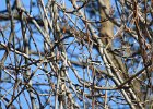 Blue-gray Gnatcatcher (19)