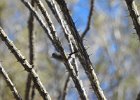 Black-capped Gnatcatcher (3)