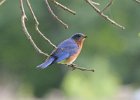 101Eastern Bluebird (4)