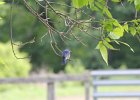 Eastern Bluebird (1)