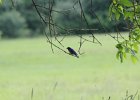 Eastern Bluebird (10)